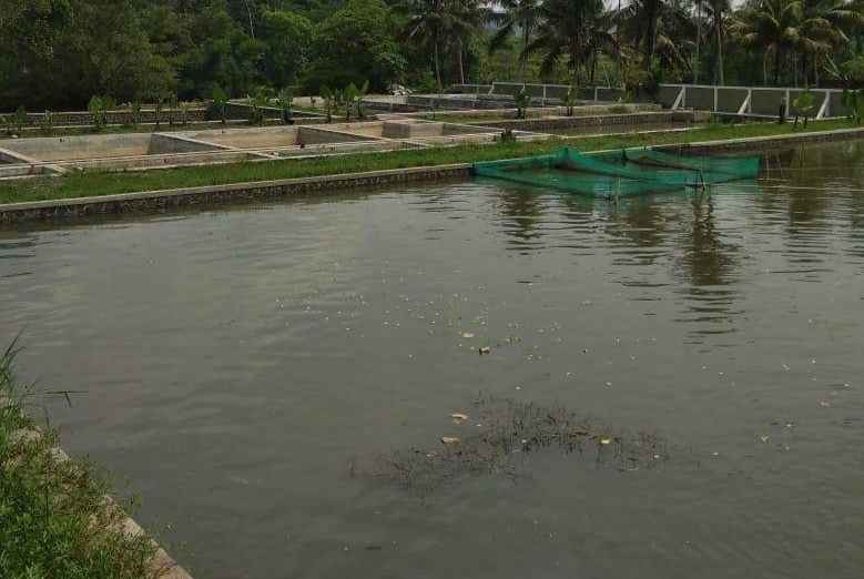 Sungai Citanduy Tercemar Limbah Kayu, Ikan di BBI Mati? | Wartatasik.com
